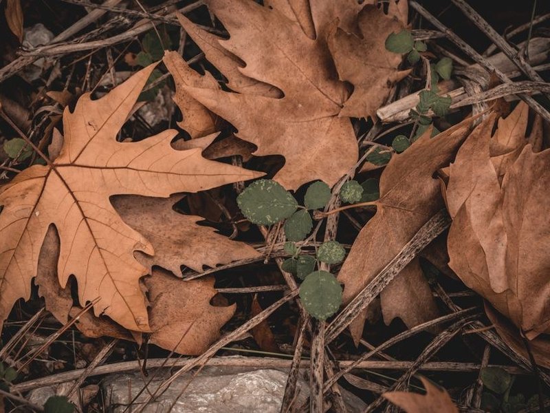 Gouttière et noue encombrées de feuilles à curer sous les arbres des coteaux boisés d'une maison de Cailloux-sur-Fontaines