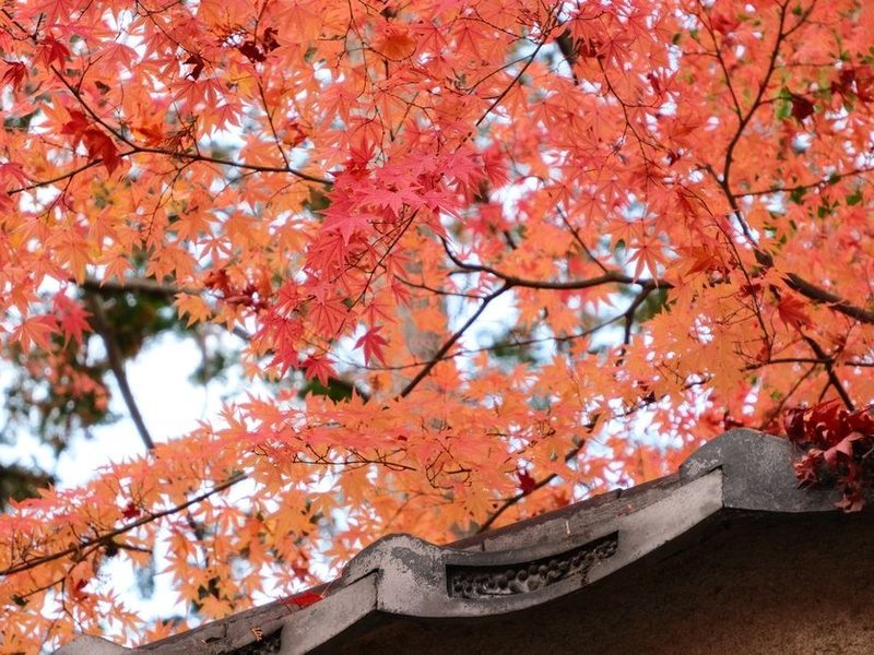 Feuillage d'automne au-dessus d'une maison de coteau boisé à Chaponost, où les gouttières se comblent de feuilles