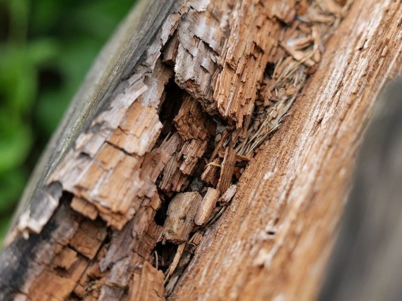 Reprise ponctuelle d'un chevron de charpente bois noirci par l'humidité au bas d'un versant de maison ancienne de Montagny