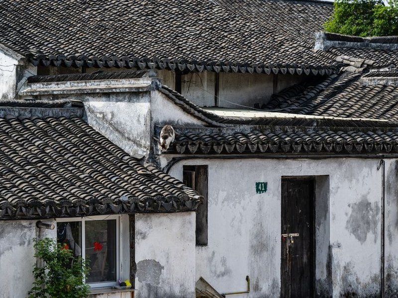 Infiltration au niveau d'une rive descellée sur une toiture ancienne du bourg-centre de Vaugneray avant réfection