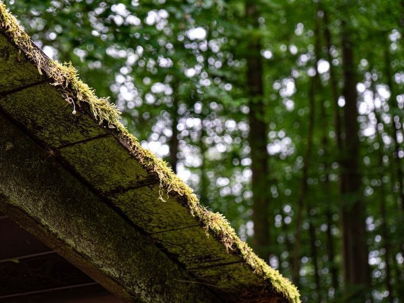 Versant nord d'une maison d'Yzeron couvert de mousse à l'ombre de la haute forêt, à brosser et démousser