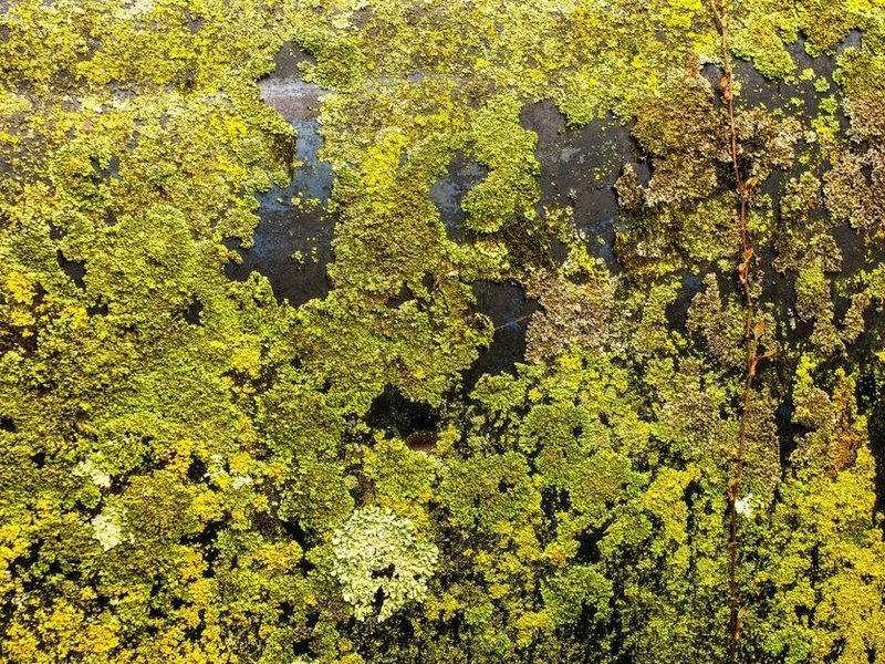 Façade en pierre chargée de mousses et de lichens d'une maison de Courzieu brossée et traitée au fongicide sous le couvert boisé du fond de vallée avant ravalement