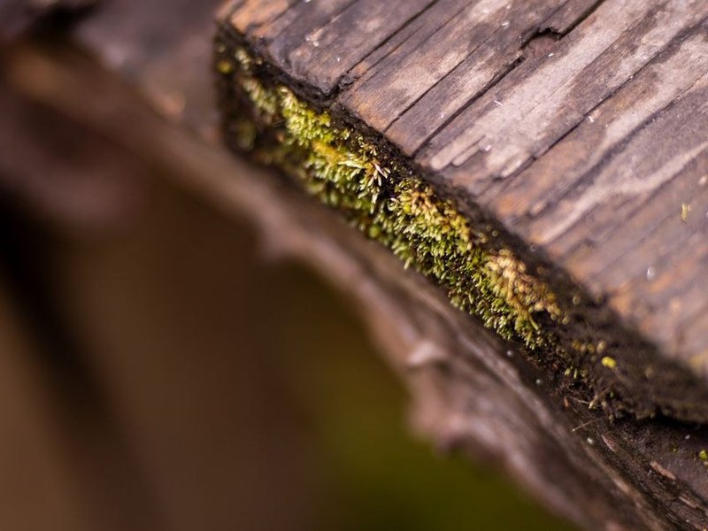 Bardage et débord de toit en bois d'un pavillon de coteau boisé d'Irigny débarrassés de leurs mousses puis lasurés depuis une nacelle, bois exposé au nord assaini avant la couleur